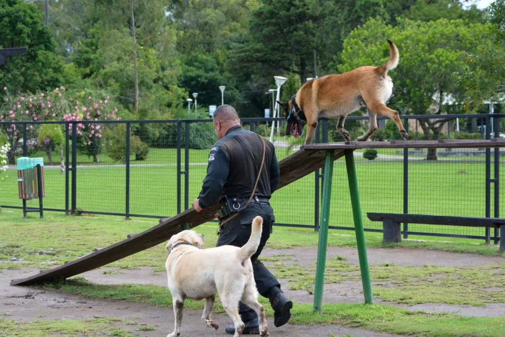 caominhada-policia-saojosedospinhais