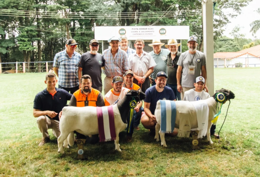 Julgamento-Ovinos-Expolondrina-Crédito-Divulgação