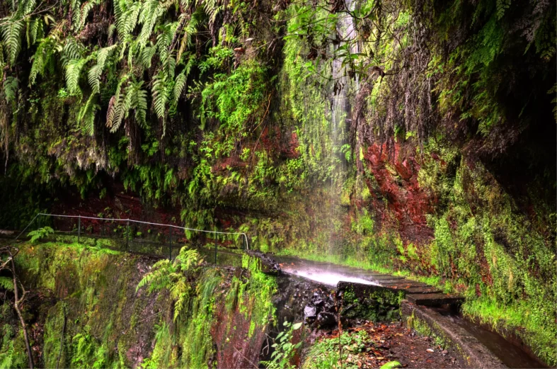 Levada Rico - Turismo da Madeira