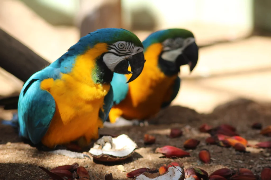 Crédito das fotos: Divulgação Bioparque Zoo Pomerode