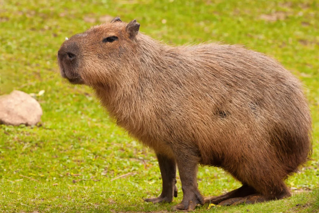 capivara