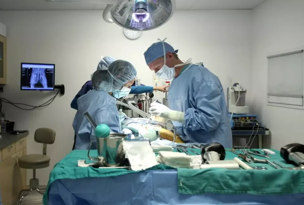 veterinário cirurgia