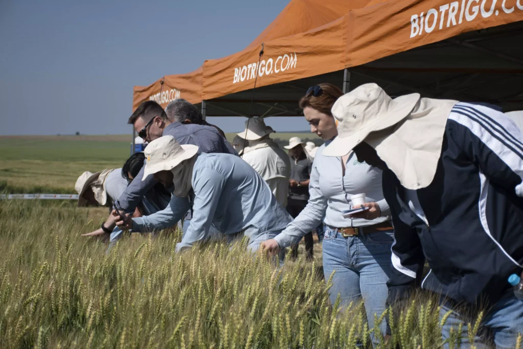 biotrigo
