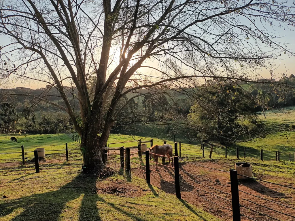 Academia Brasileira do Cavalo do Sul do Brasil