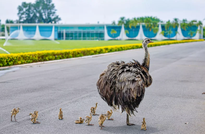 Uma_ema_e_seus_filhotes,_no_Palácio_da_Alvorada._Brasília_-_DF._Foto_-_Ricardo_Stuckert__PR