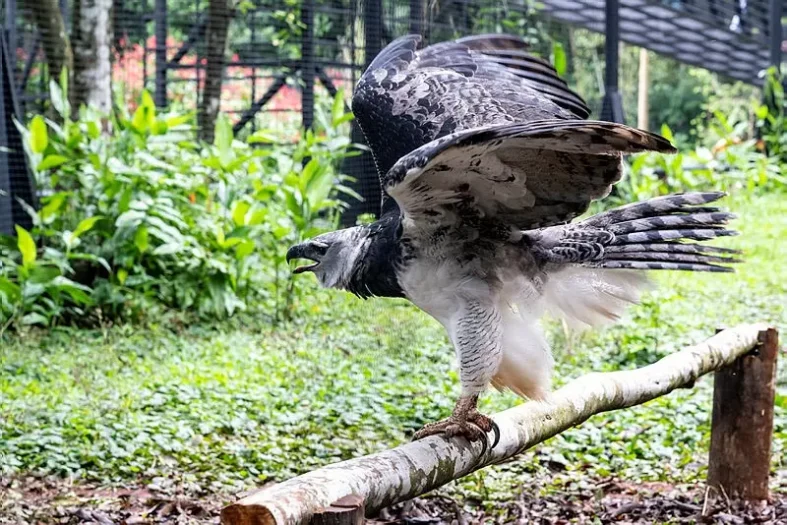 O_voo_da_harpia._Foto_-_Rafa_Kodlastch_Itaipu_Binacional
