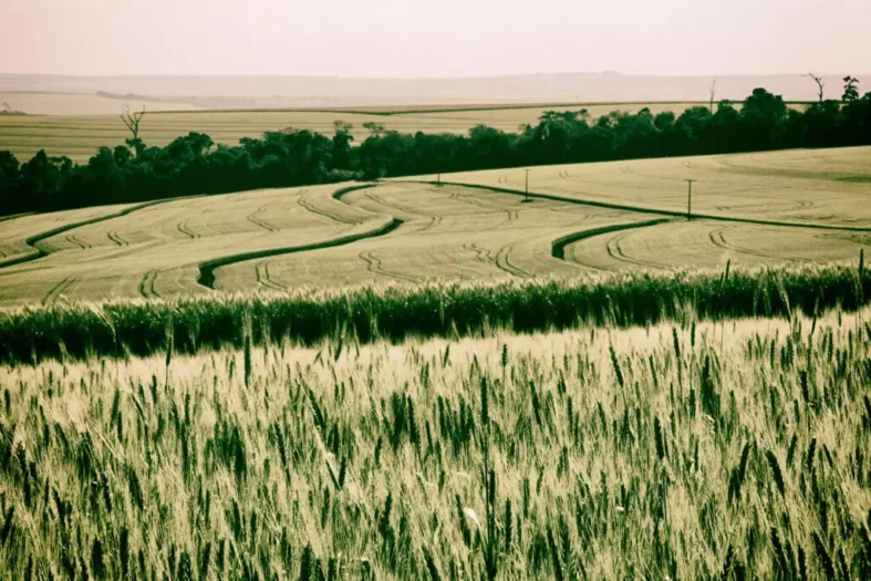 Lavoura de trigo na região de Guarapuava. foto FAEP