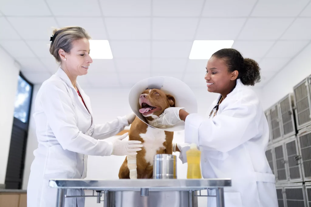 Localizada no estacionamento E2 do campus Ecoville da UP, a clínica oferece uma variedade de serviços Crédito: divulgação/Universidade Positivo