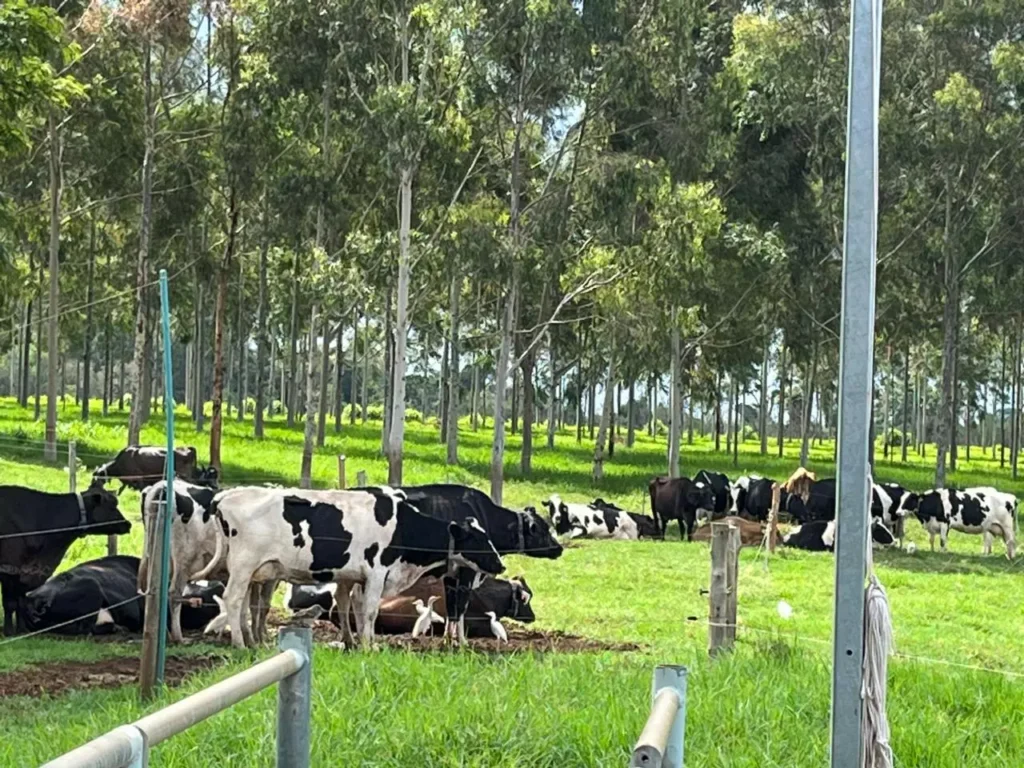 Tecnologia está sendo avaliada a campo com os animais criados a pasto divulgação