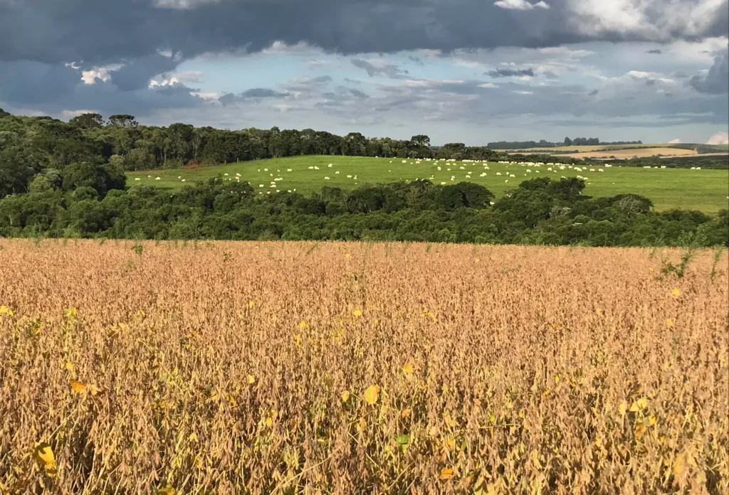 avoura Pecuária - Crédito Armindo Barth Neto Divulgação