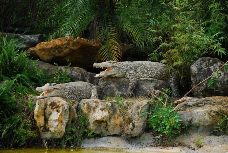orlando__gatorland