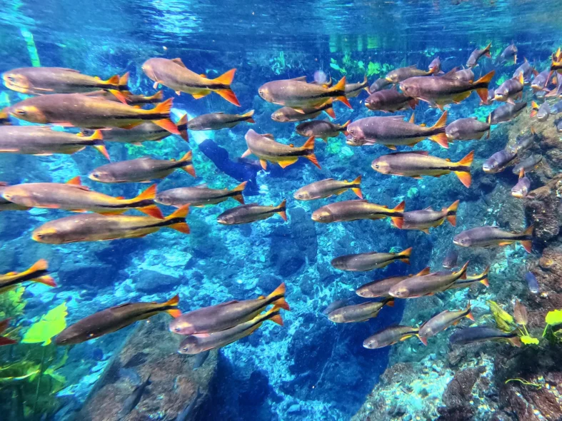 Foto por divulgação Nascente AzulFlutuação