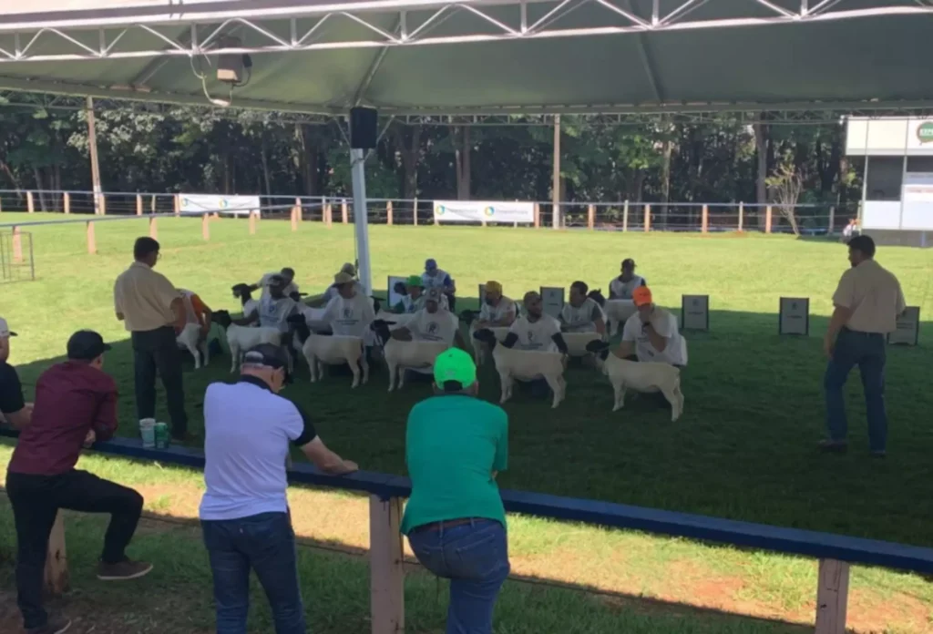 Foto: Ovinopar/Divulgação