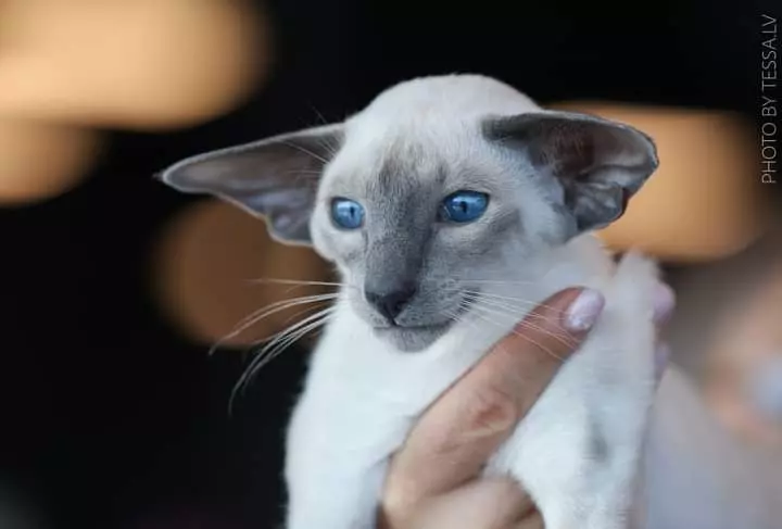 Evento de Gatos do GatoGrupo da Bahia