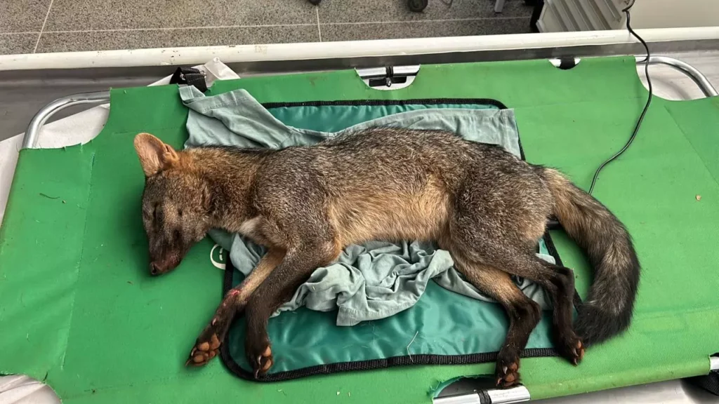 cachorro do mato tratamento