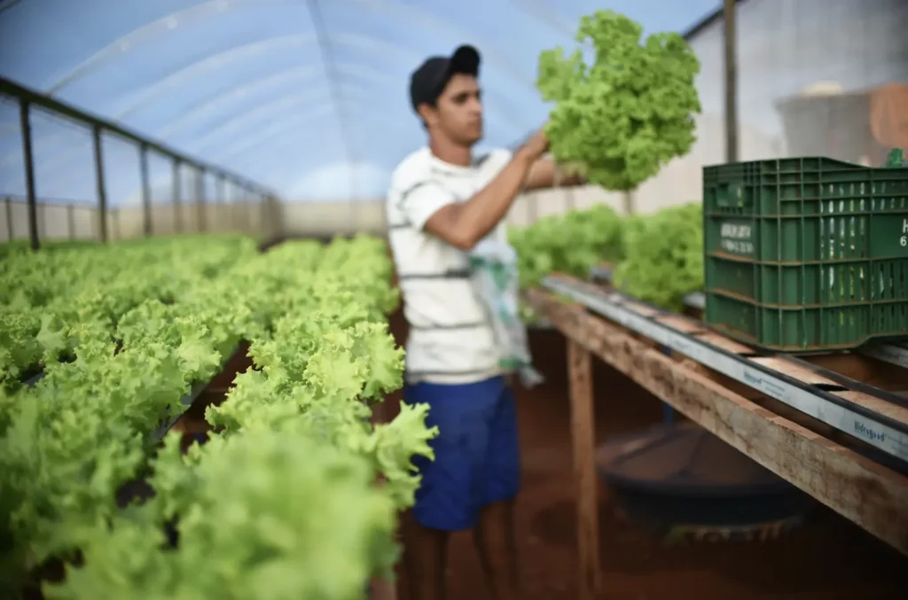 Com a tokenização, produtores transformam partes da colheita em um token, possibilitando sua venda no mercado conforme necessário. Crédito: André Borges/Agência Brasília