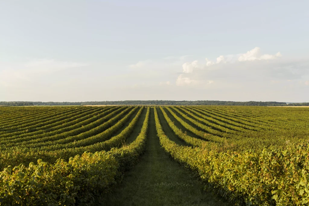 campo-agricultura