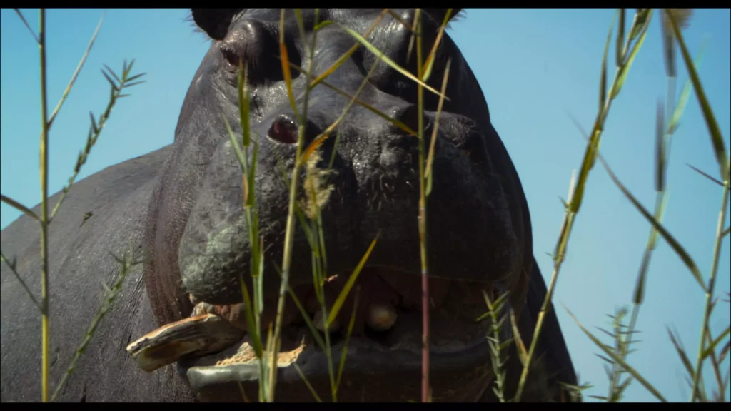 Longa-metragem "Pepe", de Nelson Carlos de Los Santos Arias - Cred Reprodução