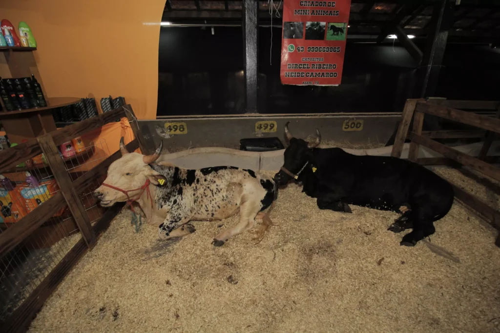 Quermesse do Santuário da Vila Nova