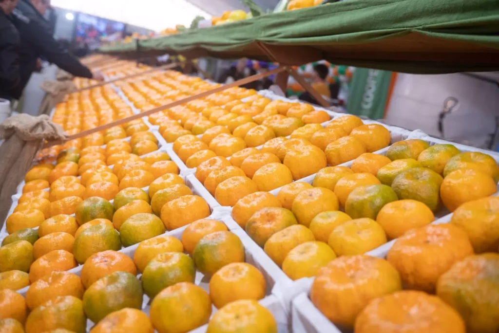 Cerro Azul foi reconhecida em 2023 como capital nacional da ponkan. Fotos: Inove.