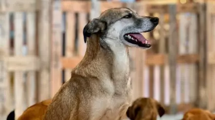 Feiradeadocao_Jockey_creditos_Bruna Benazzi.jpg