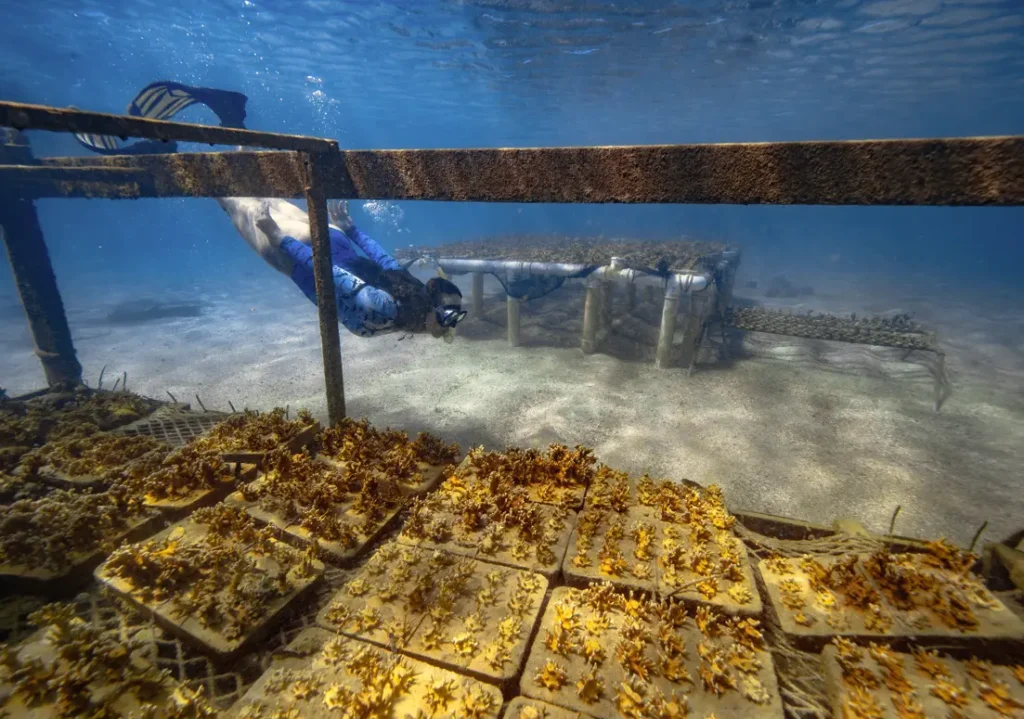Década do Oceano, marcas do Grupo Boticário