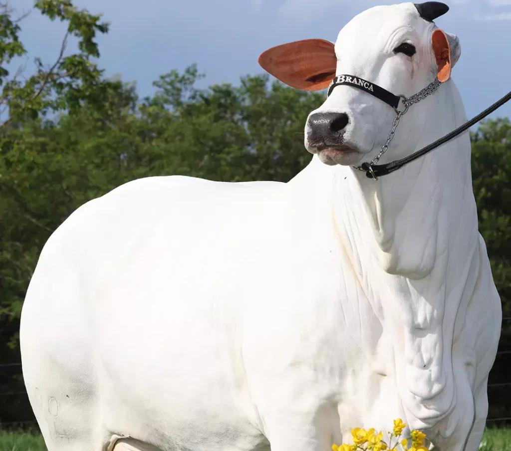 Casa-Branca-Agropastoril-oferta-genetica-superior-da-raca-Nelore-no-10-Leilao-Primavera-foto-divulgacao