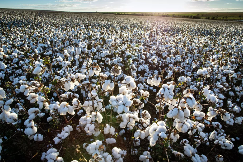 ORÍGEO apresenta soluções em lounge exclusivo no 14º Congresso Brasileiro do Algodão