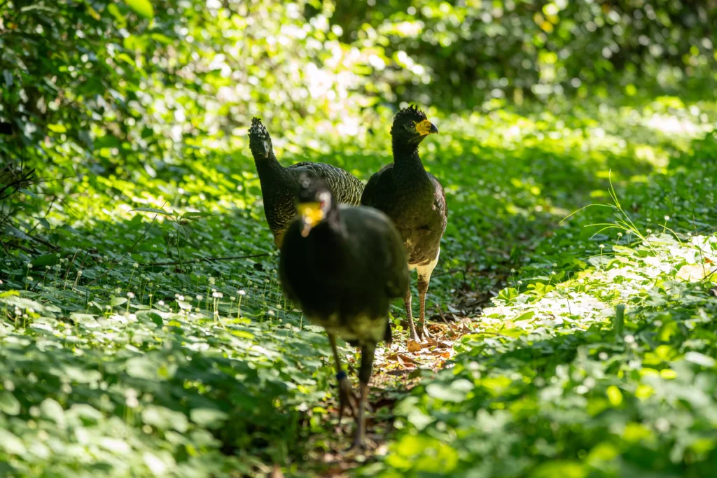 mutum-de-penacho (Crax fasciolata)