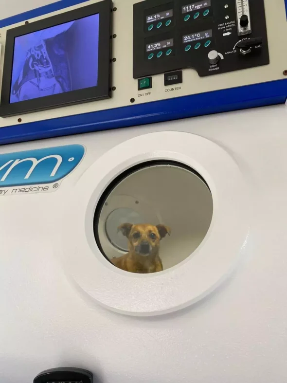  câmara hiperbárica do Hospital Veterinário Santa Monica