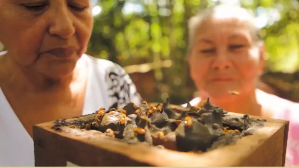 Mulheres-observam-caixa-de-abelhas-no-Projetos-Mulheres-Amigas-Das-Abelhas-Foto_-Hannah-Maues-_-Instituto-Peabiru