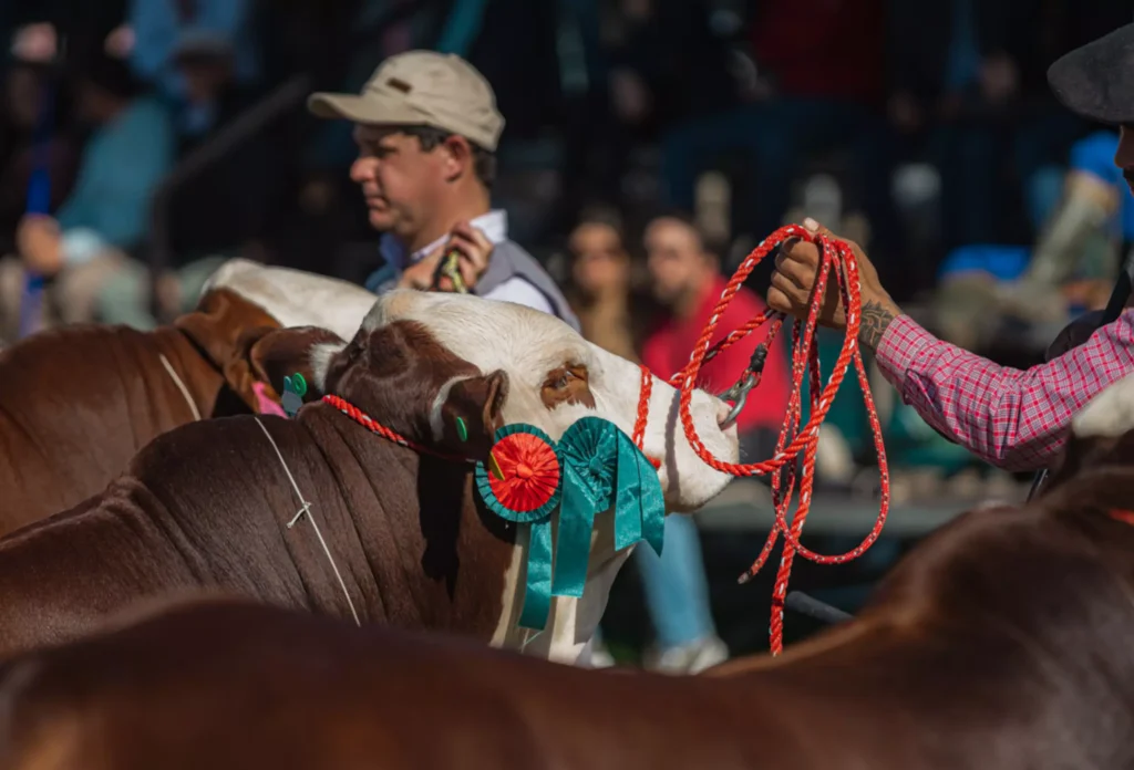 Animais Braford - Crédito Gustavo Rafael Divulgação.jpg