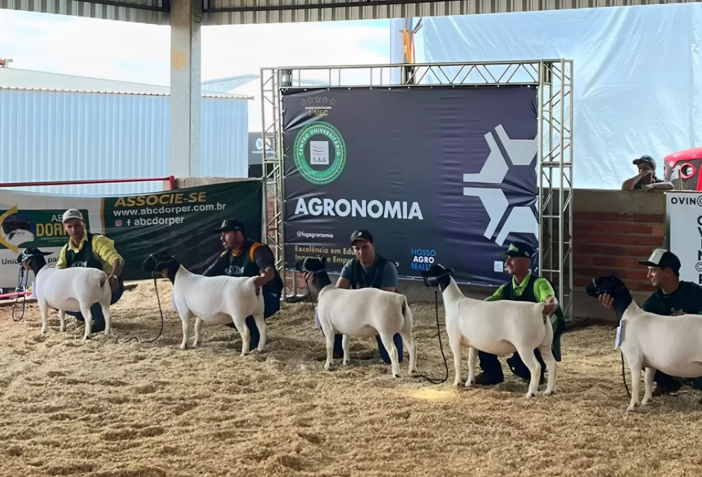 Ovinos Coopavel - Crédito Ovinopar