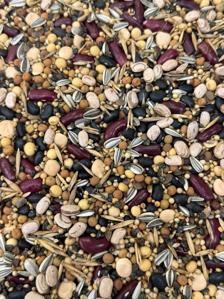 Sementes - Imagem Ilustrativa - Crédito Apasem