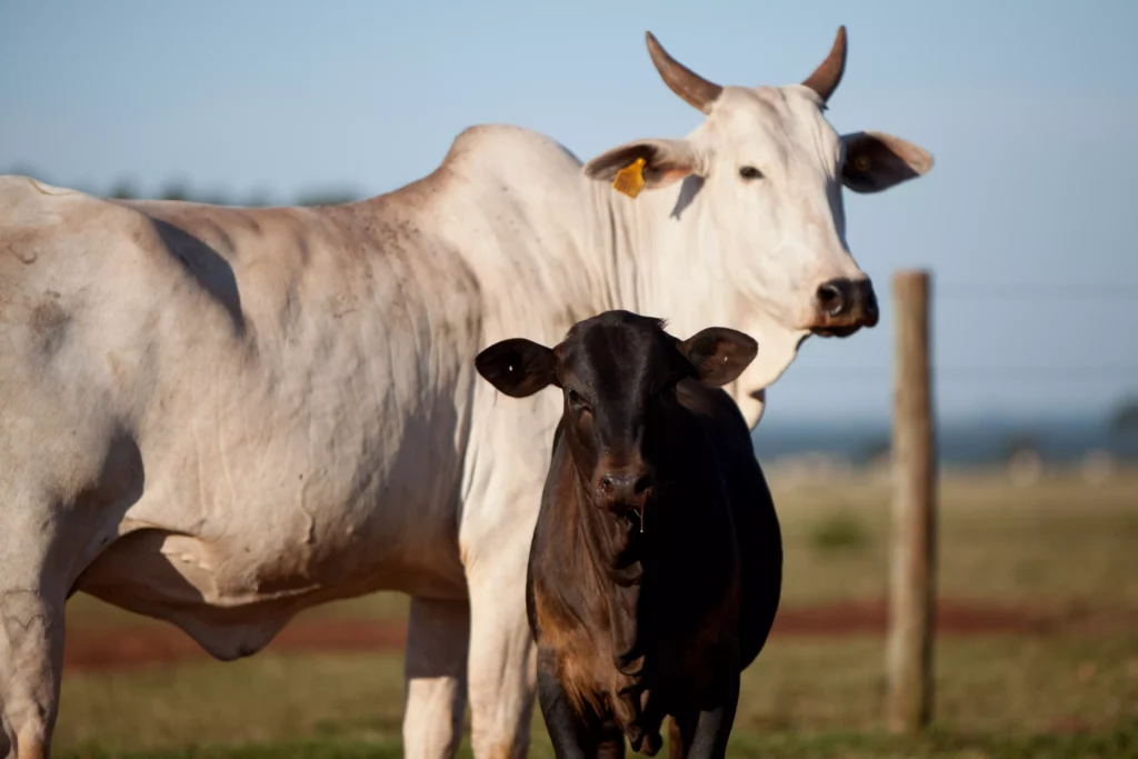 Foto Eduardo Rocha para Associação de Angus