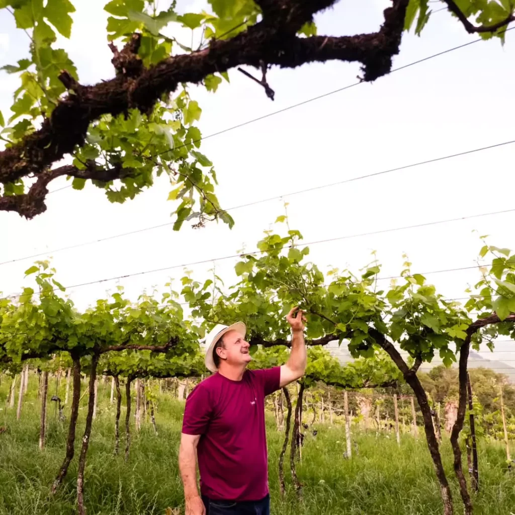 Divulgação Vinum Terra