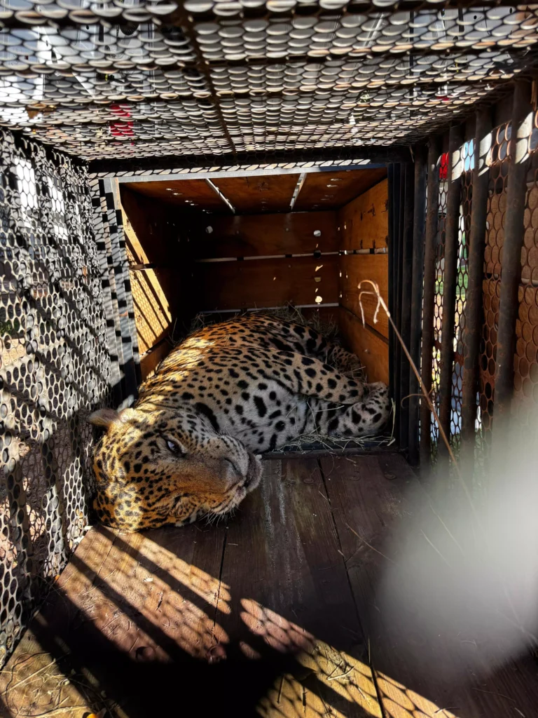 Instituto Ampara Animal