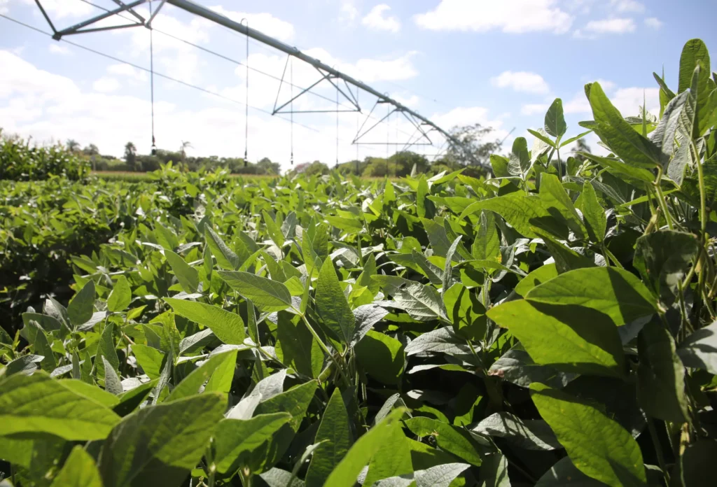 Lavoura Irrigada - Crédito Paulo Rossi Divulgação