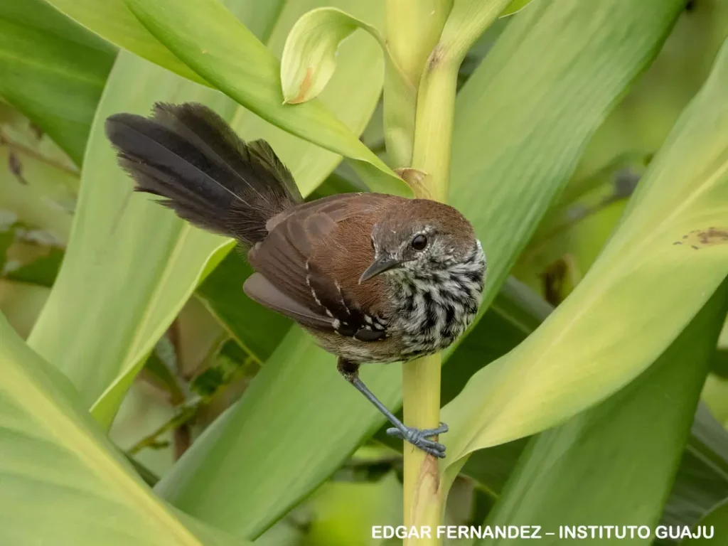 Bicudinho do Brejo Edgar Fernandez