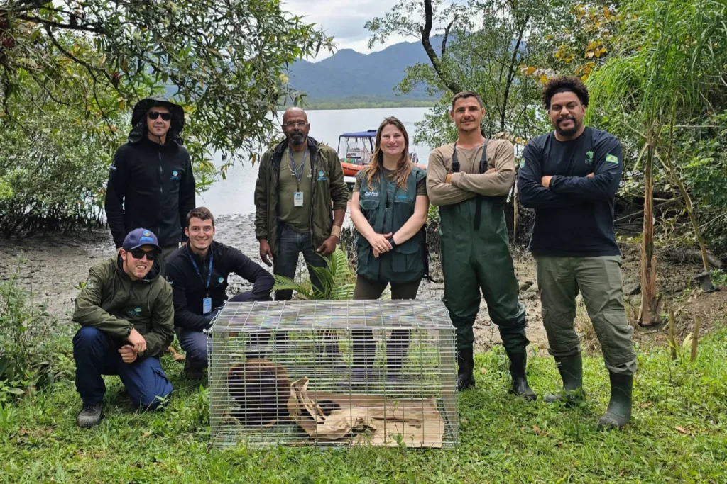 iat__bugio_ruivo_1_diego_fernandes_iat_morretes (1)