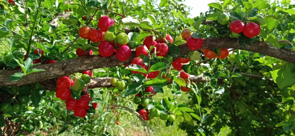 Foto: Cooperativa Frutipérola.