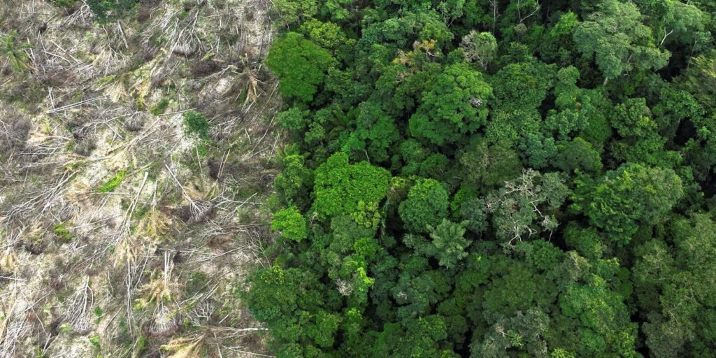 com-amazonia-no-centro,-preservacao-florestal-tera-destaque-na-cop30