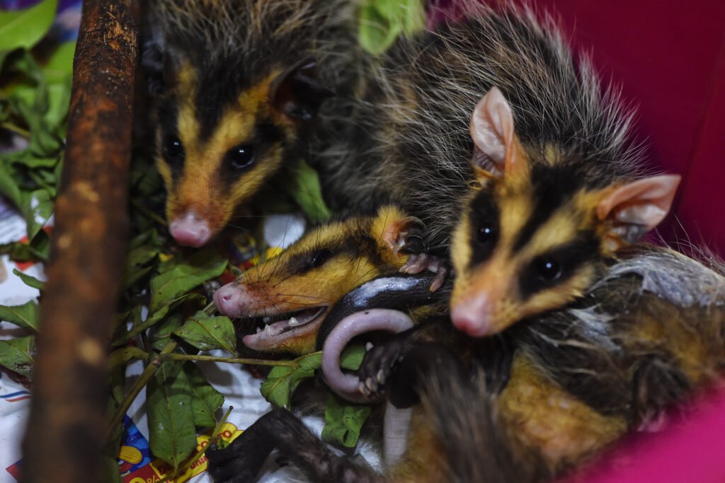 iat-alerta-para-preservacao-da-fauna-silvestre-durante-periodo-reprodutivo-das-especies