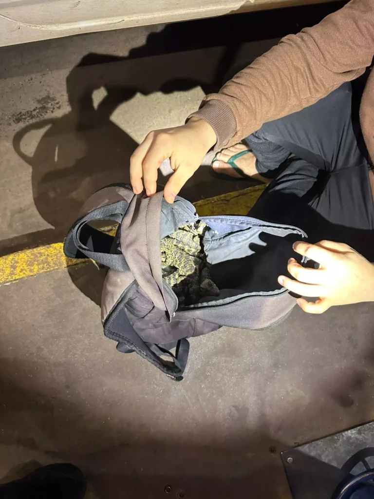 O tráfico de animais selvagens: uma cobra Piton vale 3 mil reais. Foto RFB