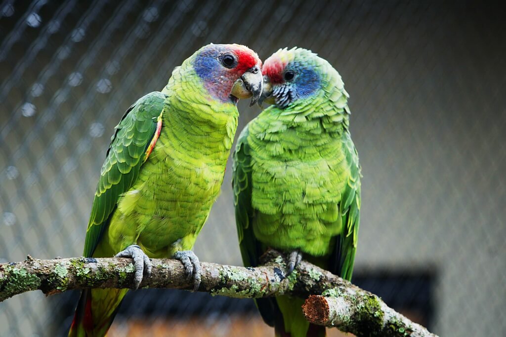 iat-reforca-orientacoes-sobre-compra-legal-de-animais-silvestres;-veja-as-regras