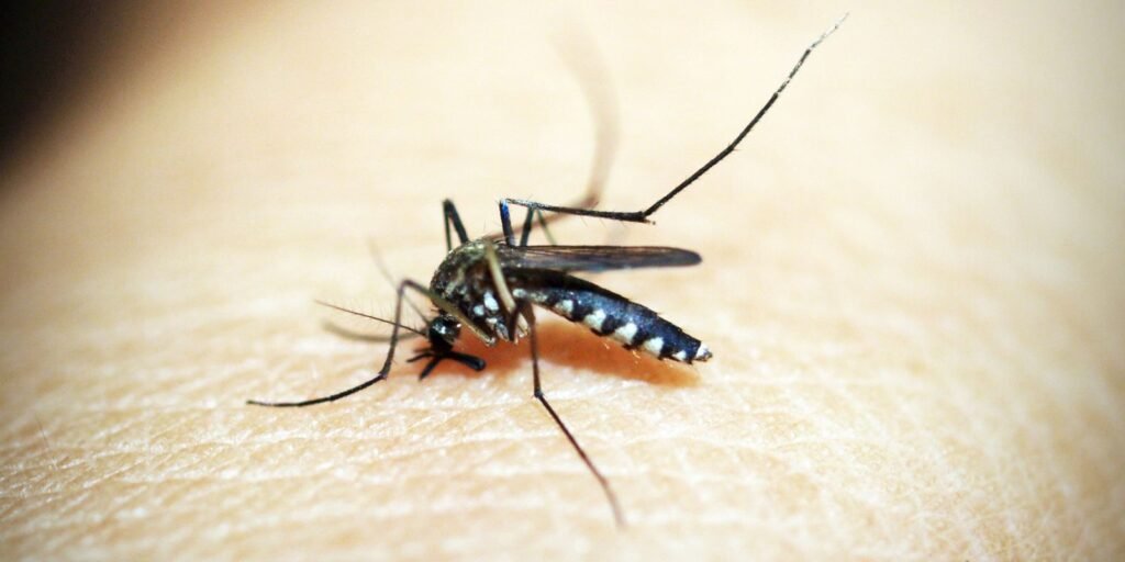 brasileiros-publicam-maior-estudo-ja-feito-sobre-sequelas-do-zika