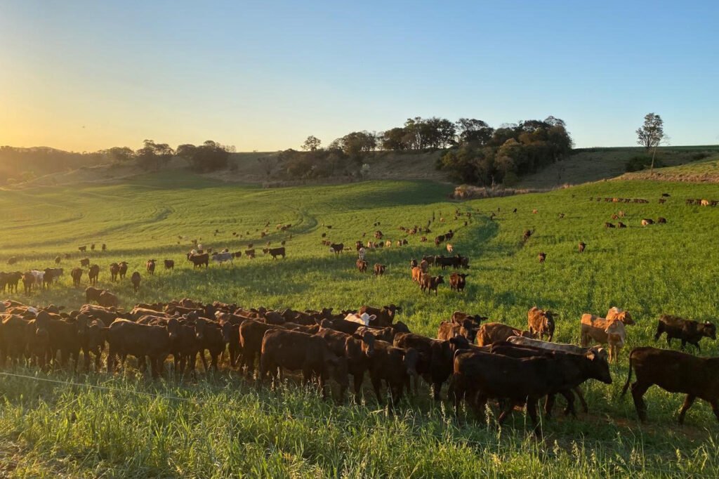 portaria-da-adapar-intensifica-regras-para-combate-a-brucelose-e-tuberculose-bovina-no-parana