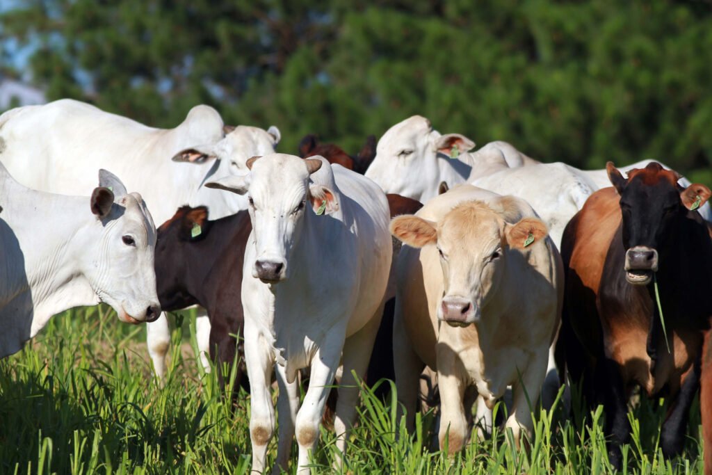 nova-portaria-da-adapar-facilita-a-emissao-da-certidao-de-estabelecimento-rural