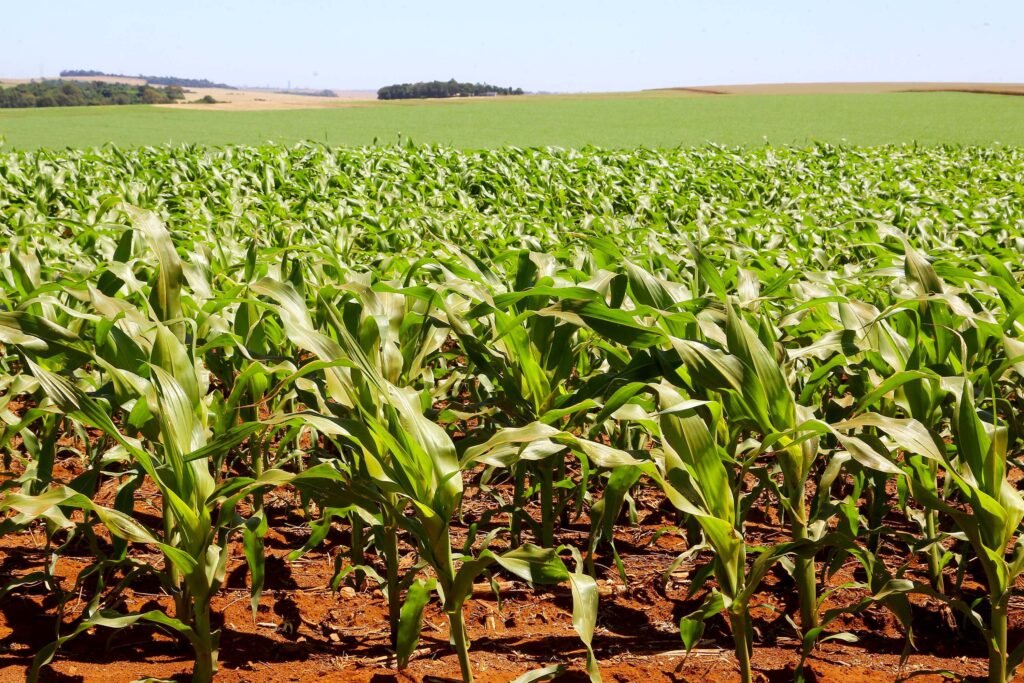 mesmo-com-altas-temperaturas-e-chuvas-irregulares,-soja-e-milho-avancam-no-parana