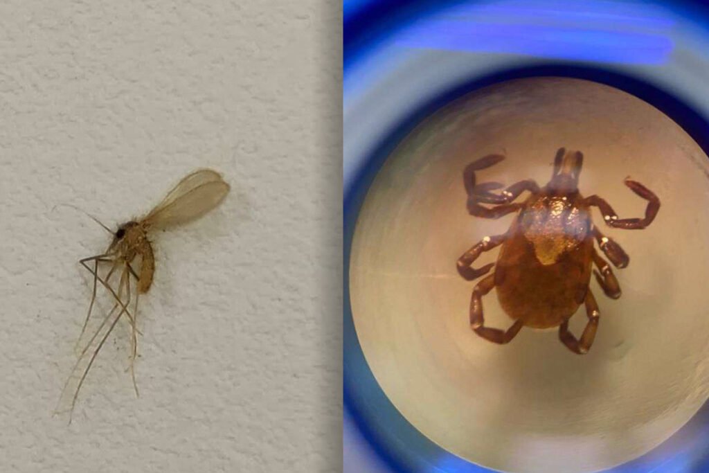 carrapato-e-mosquito-palha:-saude-reforca-cuidados-contra-transmissores-de-doencas